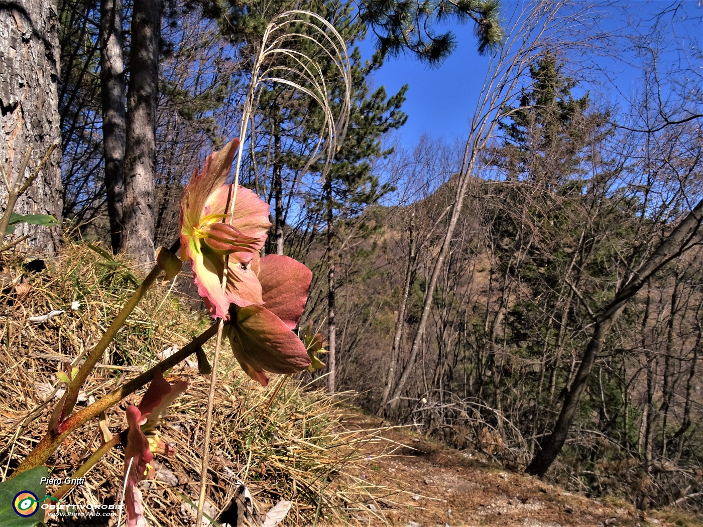 24 Helleborus niger (Ellebori ben colorati).JPG